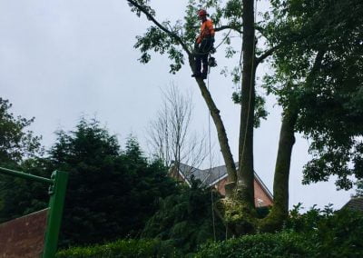 Ash Dieback Tree Removal