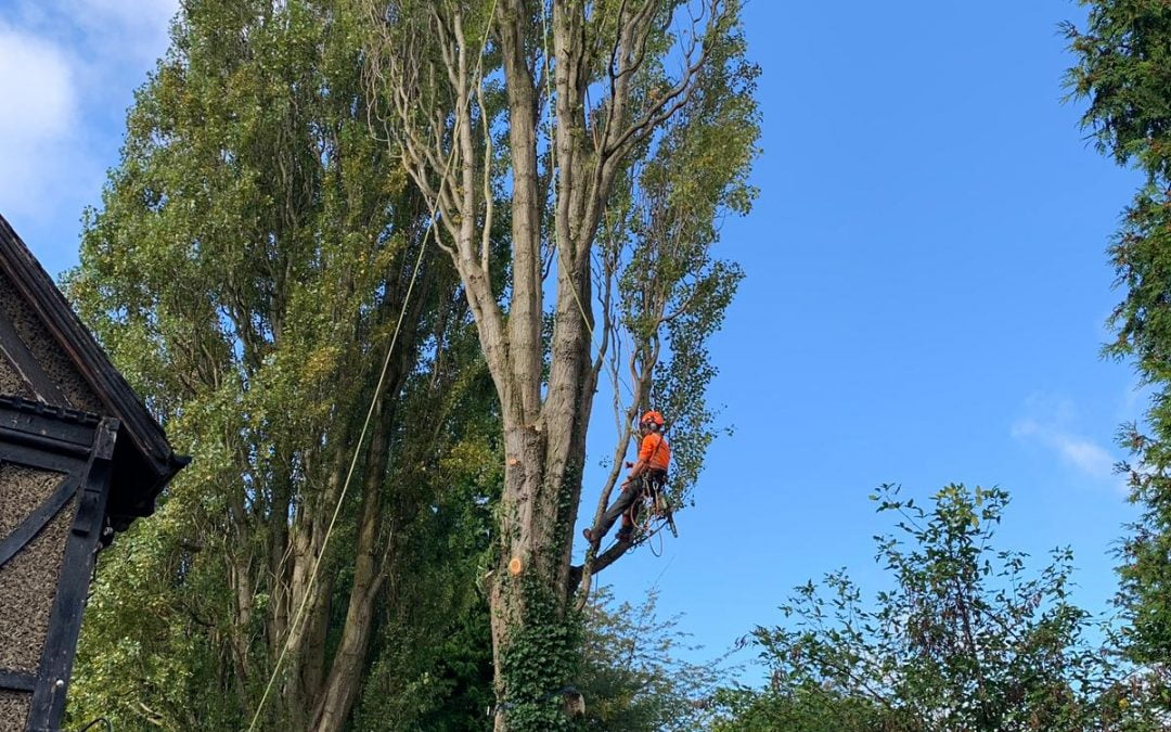 Mature Poplar Tree Removal, Leeds