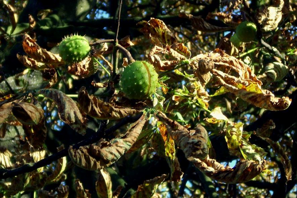Horse Chestnut Becoming ‘Endangered’ European Trees